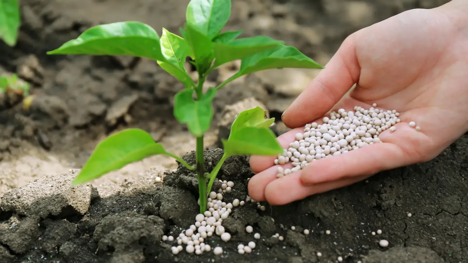 fertilizers
